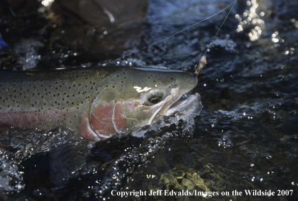 Steelhead Trout