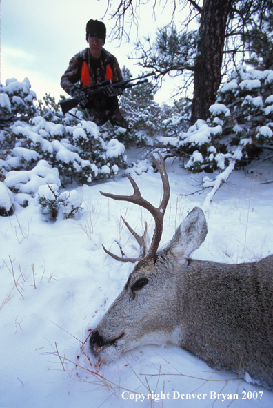 Big game hunter approaching downed mule deer.