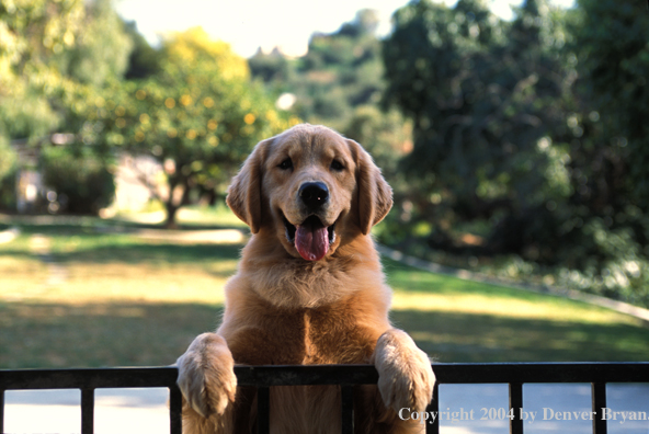 Golden Retriever puppy.