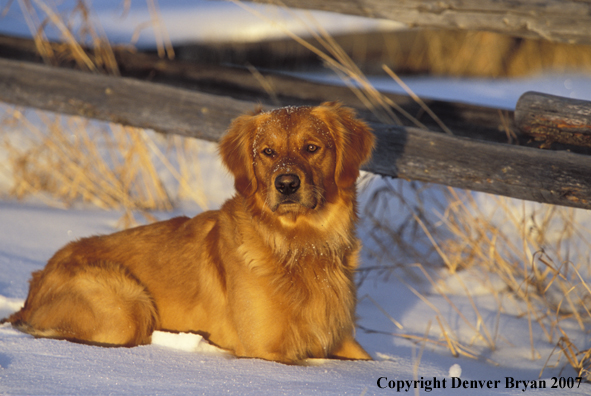 Golden Retriever laying in snow.