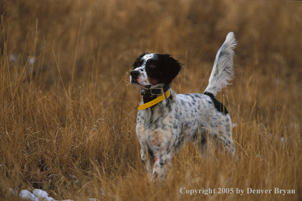 English Setter on point.