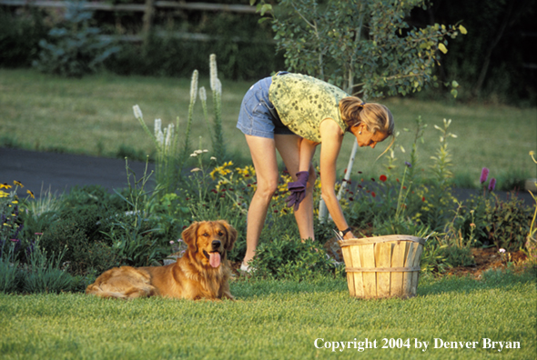Woman gardening with golden Retriever
