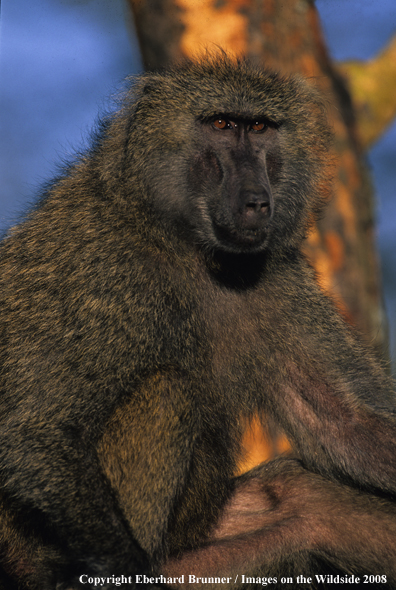 Chacma Baboon