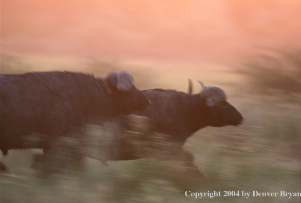 Cape Buffalo running.