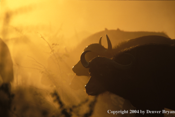 Herd of Cape Buffalo in habitat.