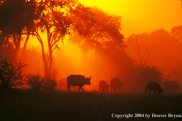 Herd of Cape Buffalo in habitat.