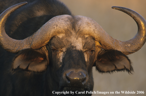 African Cape Buffalo in habitat.