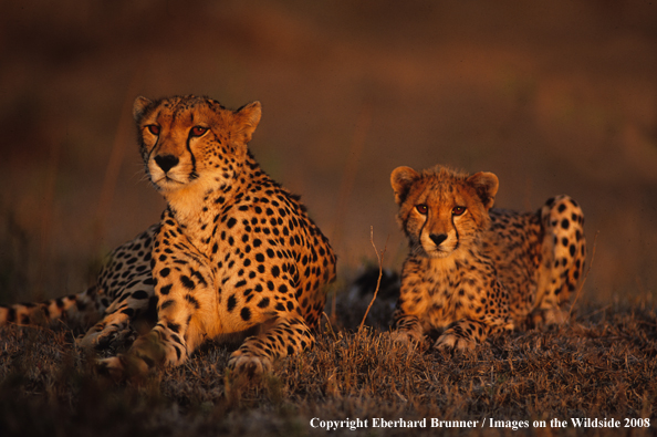 Cheetah with young