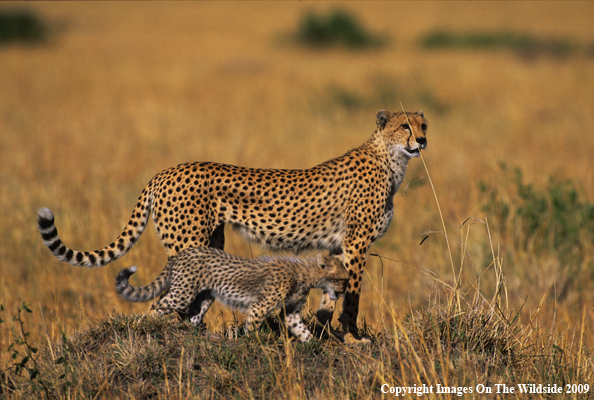 Cheetah With Her Cub