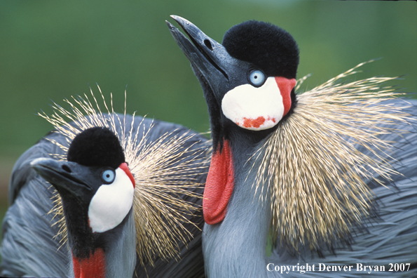 African crowned cranes performing courtship display.  Kenya, Africa.