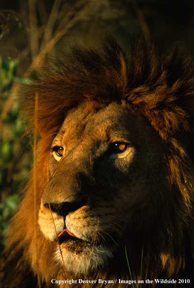 African Lion in habitat.