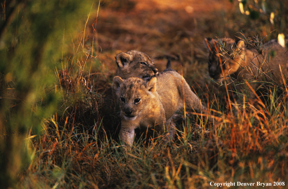 African lion cubs