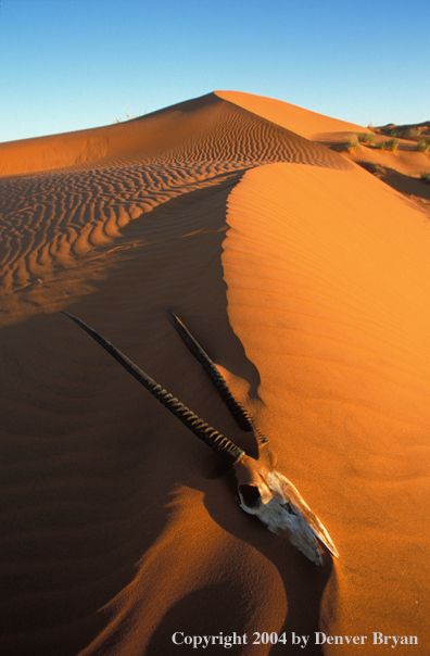 Oryx skull on sand dunes. Sossusvlie Park, Namibia.