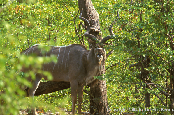Kudu bull in bush.  Kenya, Africa.