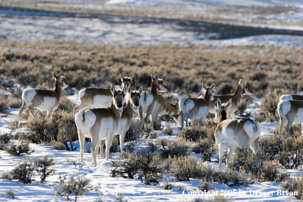 Pronghorn antelope in field.