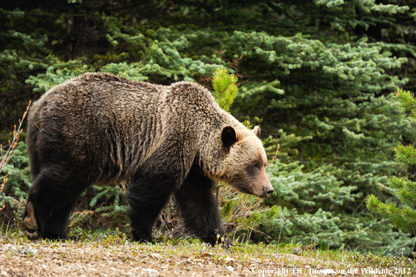 Grizzly Bear in habitat.