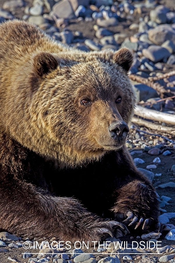 Grizzly Bear in Alaskan habitat.