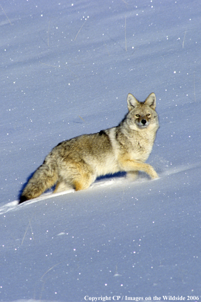 Coyote in habitat.