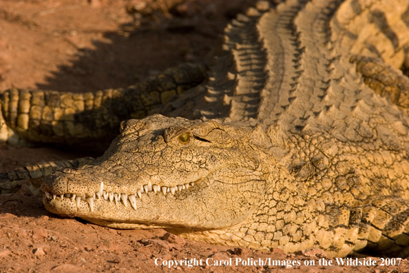 Crocodile in habitat