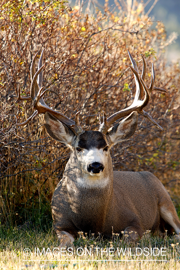 Mule deer 