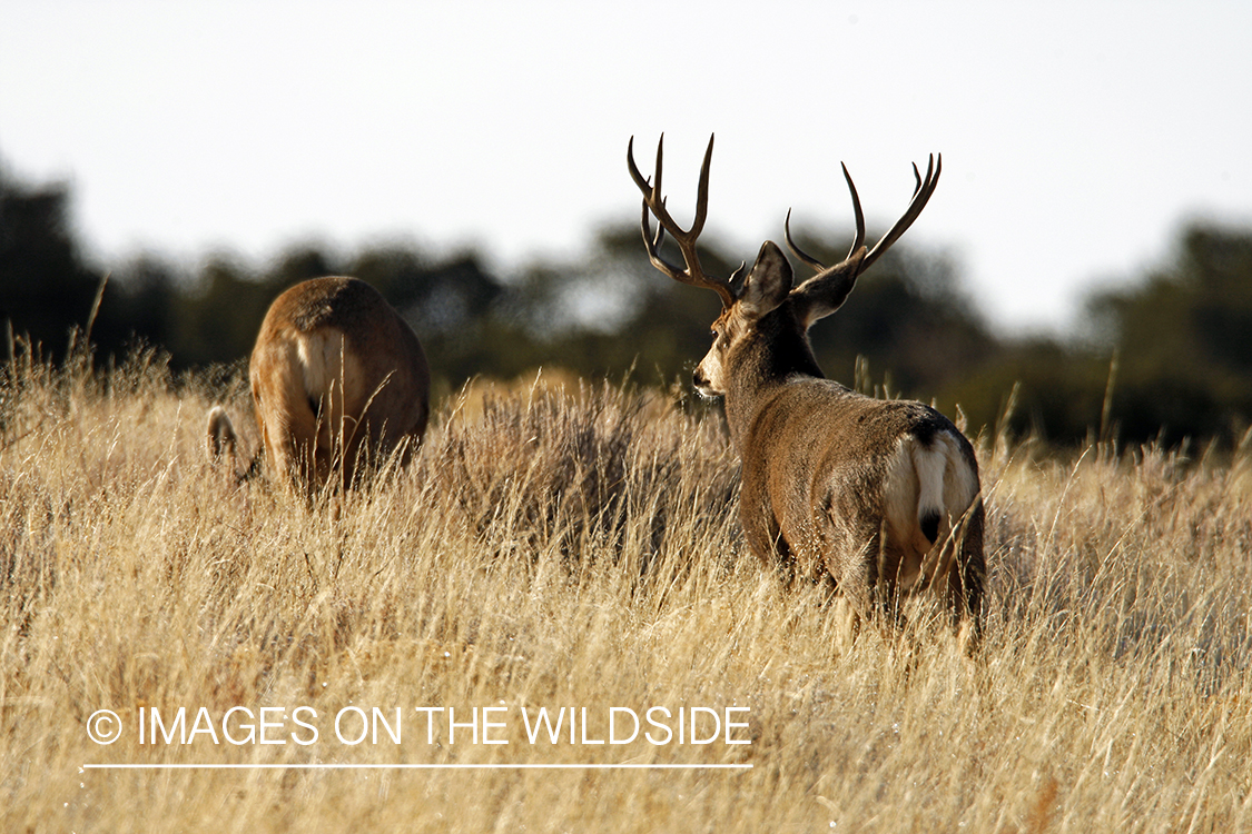 Mule deer 