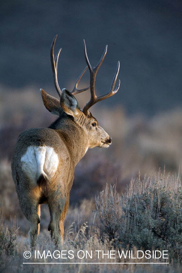 Mule deer 