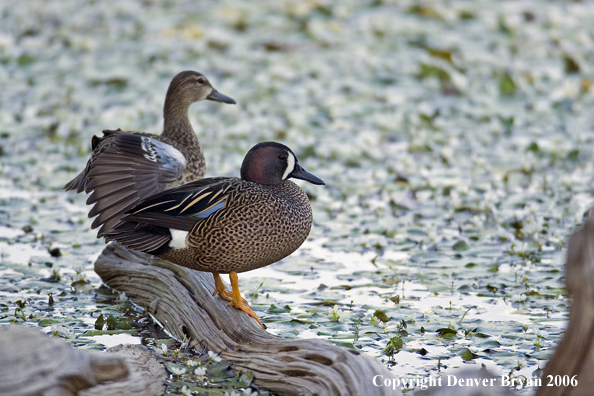 Blue-winged Teal duck pair.