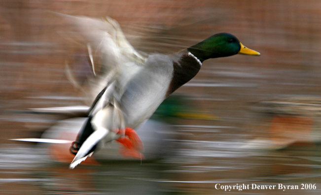 Mallard Ducks in flight.