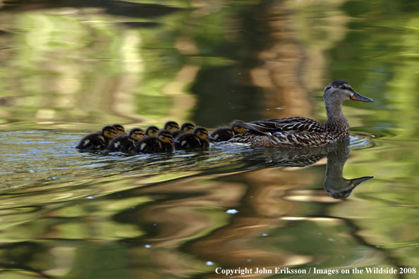 Mallard Duck with ducklings