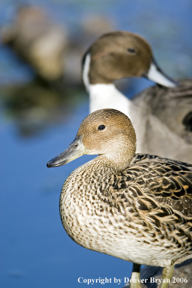 Pintail ducks.