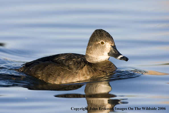 Ring-necked duck in habitat.