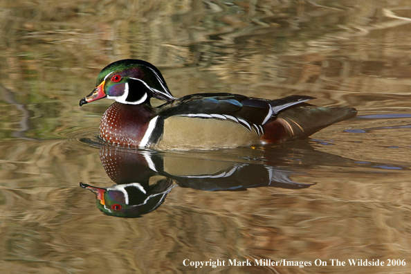 Wood duck in habitat.