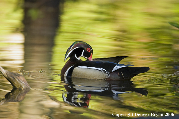 Close-up of a Wood duck drake cleaning.