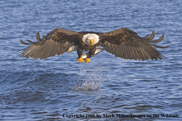 Bald Eagle in flight with fish.