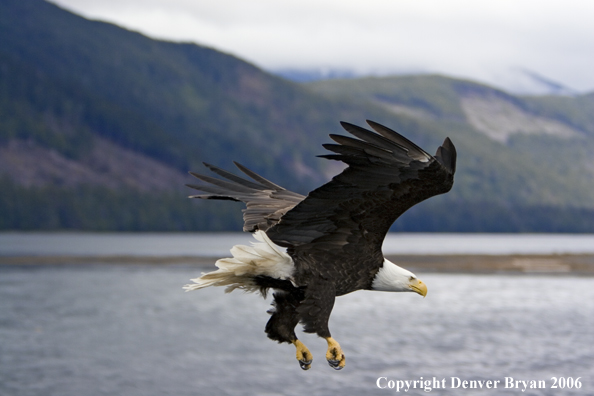 Bald Eagle in flight across water.