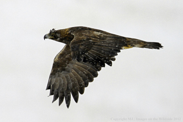 Golden eagle in flight.
