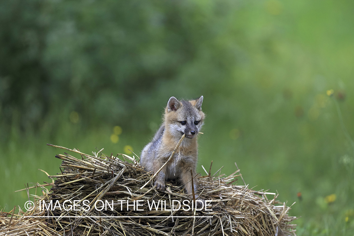 Gray fox kit in habitat.