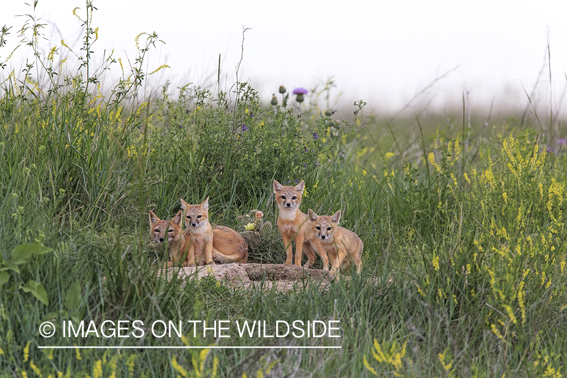 Swift fox kits with mother in habitat.