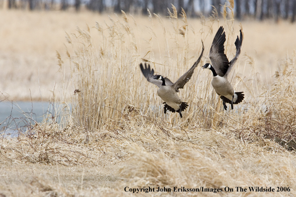 Canada geese in habitat.