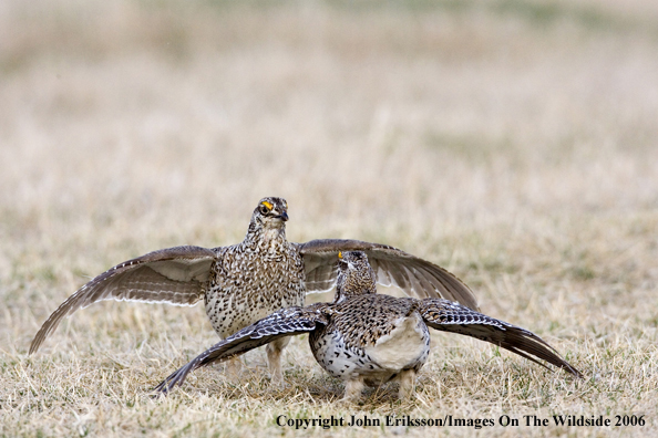 Sharp-tailed grouse displaying in habitat.
