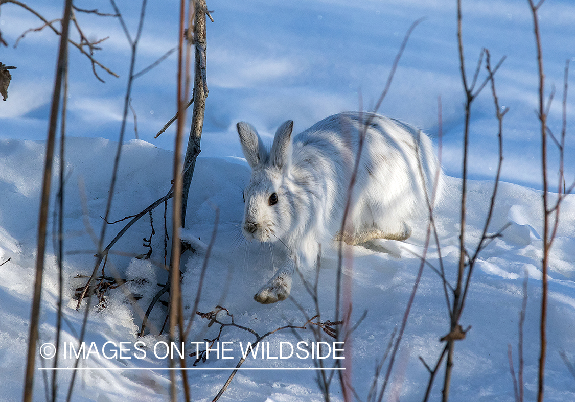 Snowshoe Hare