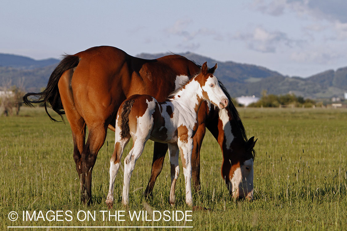 Paint Horse mare with foal in pasture.