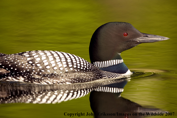 Loon in habitat