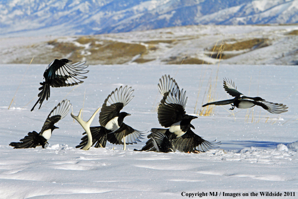 Magpies in winter habitat on a deer carcass
