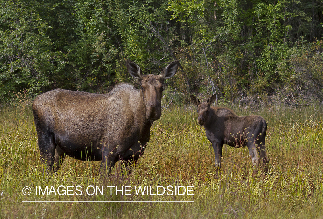 Moose cow with calf in field.