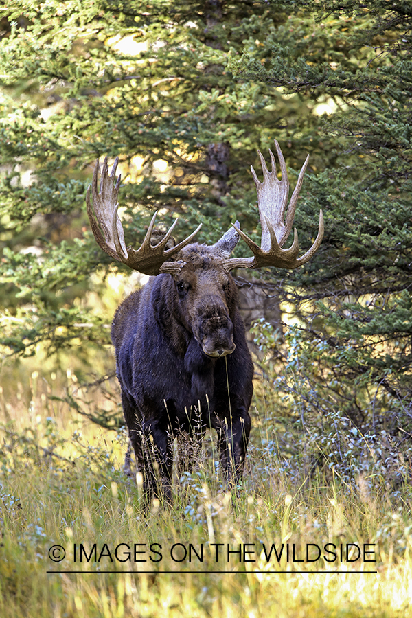 Shiras bull moose in habitat.