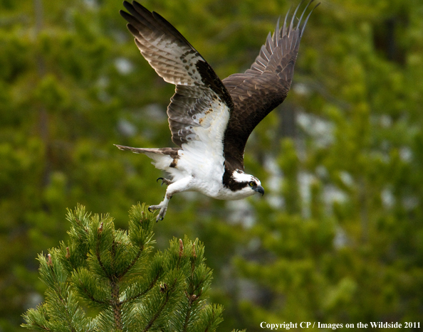 Osprey in flight. 