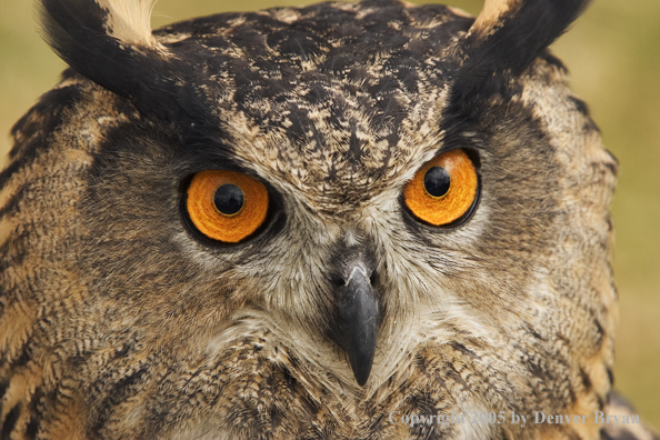 Eurasian eagle owl.