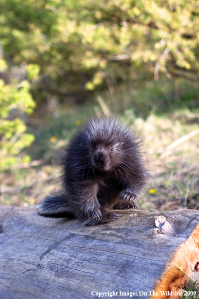 Porcupine in habitat
