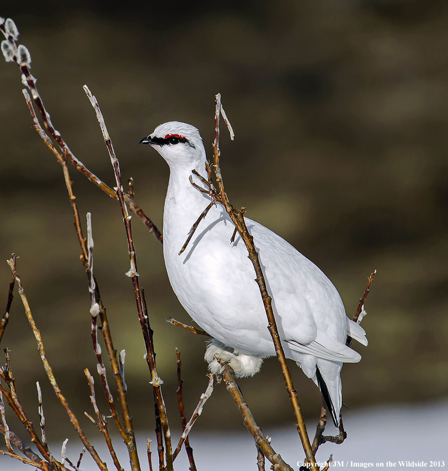 Rock ptarmigan in habitat.